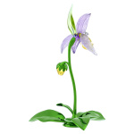 Florere Lady Slipper Orchid